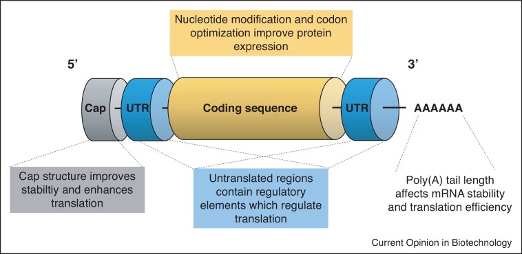 Optimizing mRNA sequence and modifications for mRNA-LNP vaccines 