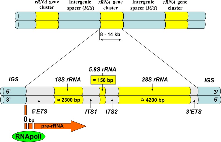 Ribosomal DNA structure