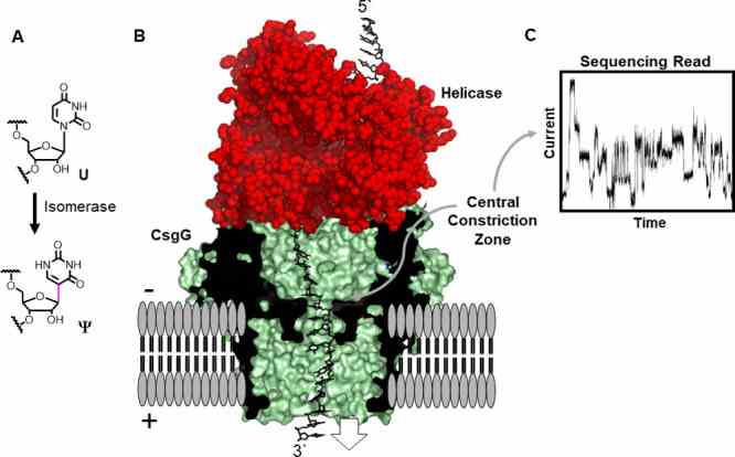 Direct RNA sequencing for ψ by monitoring current vs time traces in a protein  nanopore-helicase platform.