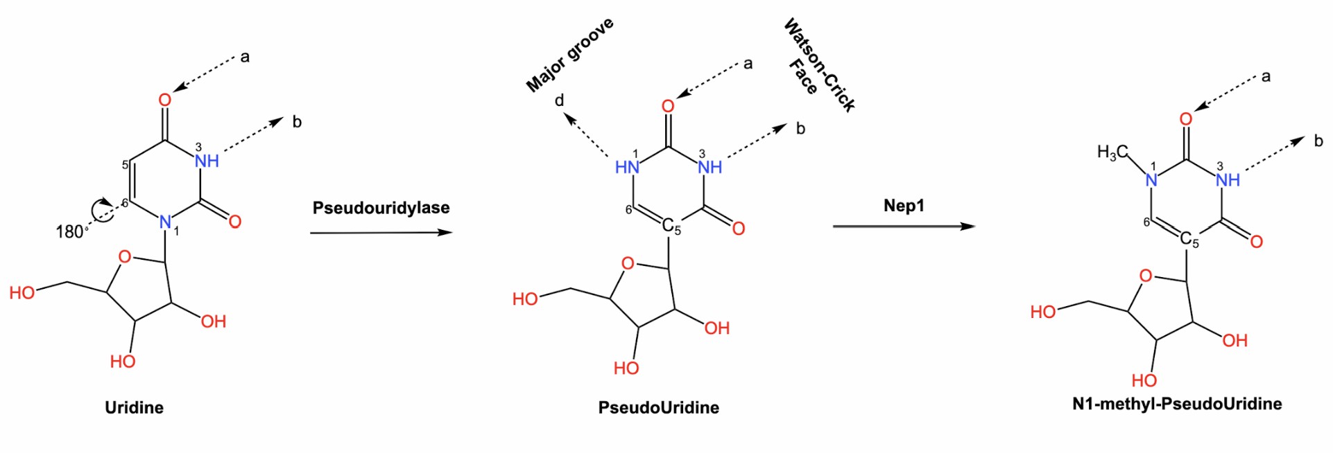 Structure diagram of pseudoUridine and N1-methyl-pseudoUridine