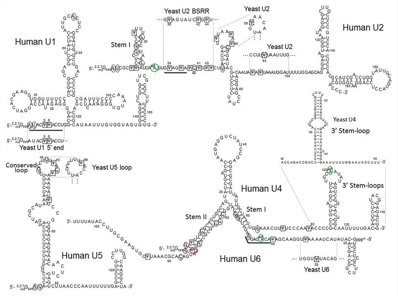 The primary sequences and the secondary structures of minor class snRNAs