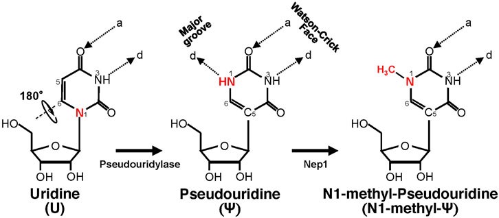 isomerization and additional N1 methylation.