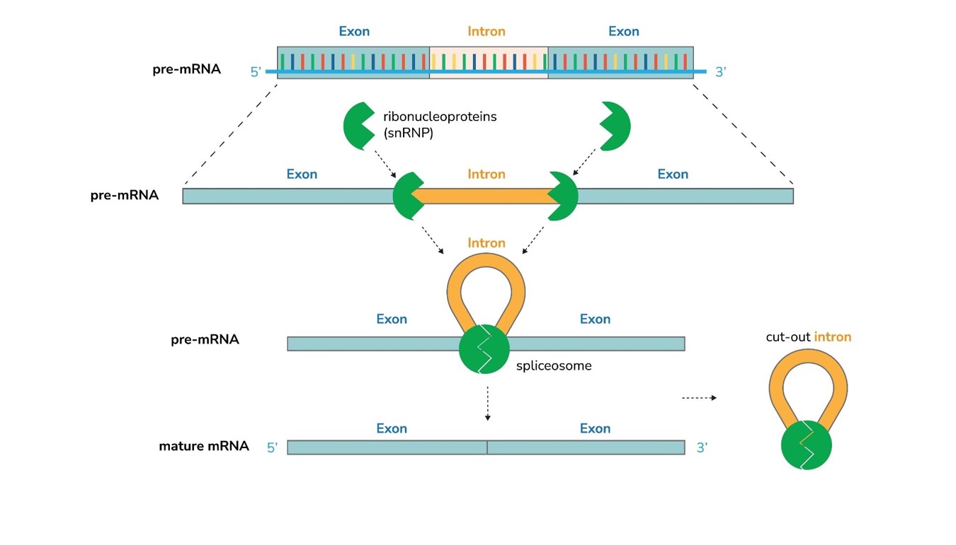 Process of RNA splicing.