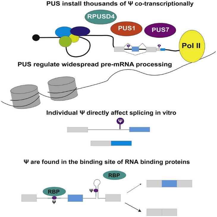 Pseudouridine modification of pre-mRNA during processing.