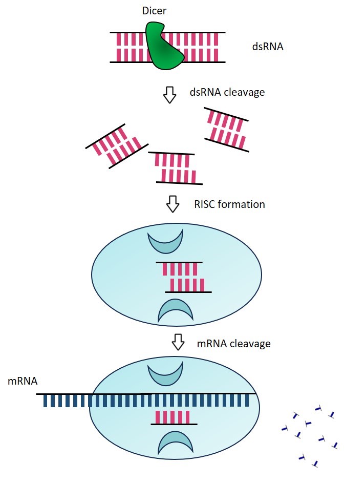 RNA interferes with the process of silencing genes.