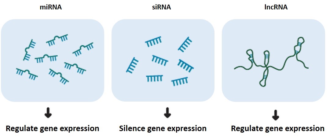 RNA molecules involved in the RNAi process.