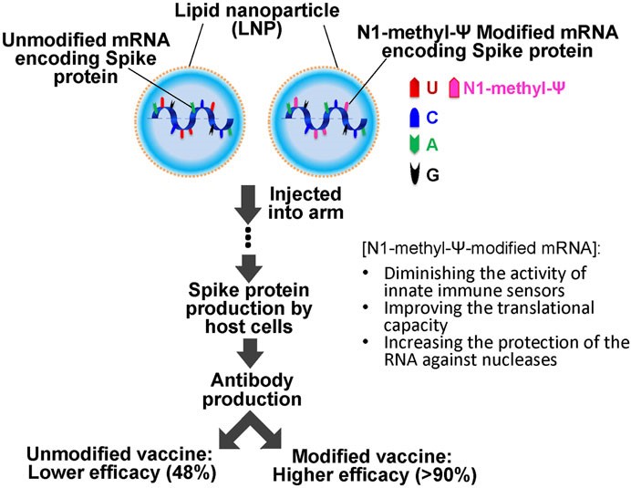 Schematics of SARS-COVID 19 mRNA vaccination.