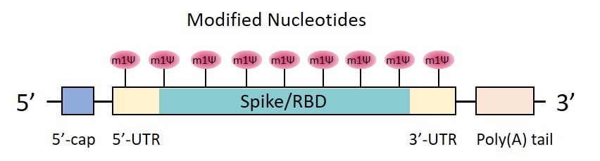 Structure of pseudouridine modified mRNA for the new crown vaccine.