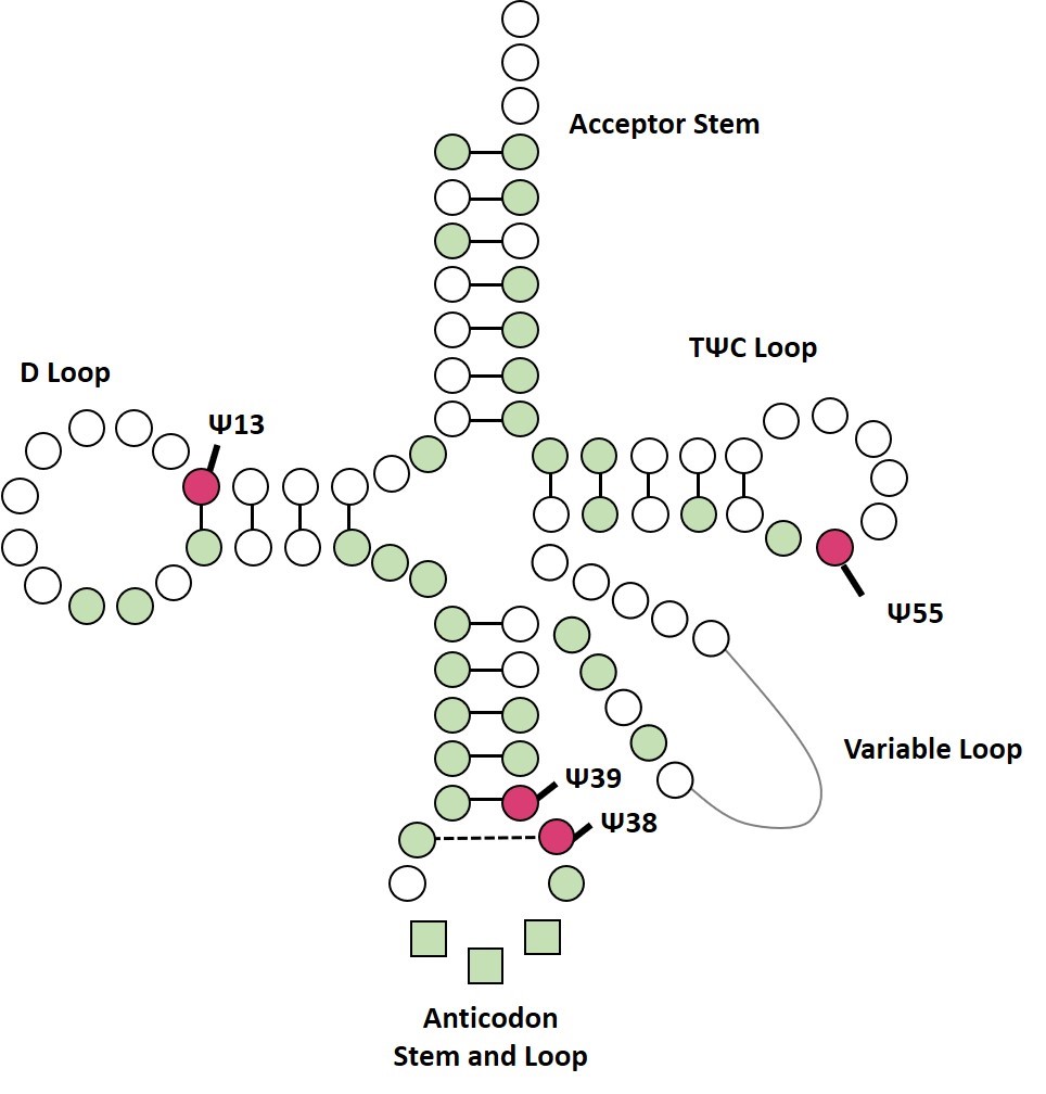 The secondary structure of tRNA and the distribution of modification sites in tRNA.