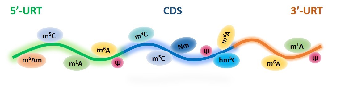 The types of modified nucleotides on native mRNA.