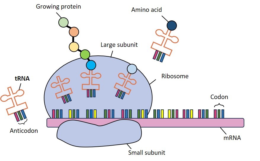 tRNA involved in protein translation process.